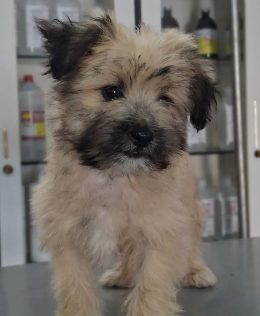 Small tan puppy currently available for adoption at Qendra Veterinare Berat